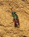 31 cf Chrysis mediata f Stalberg De Hamert_resize